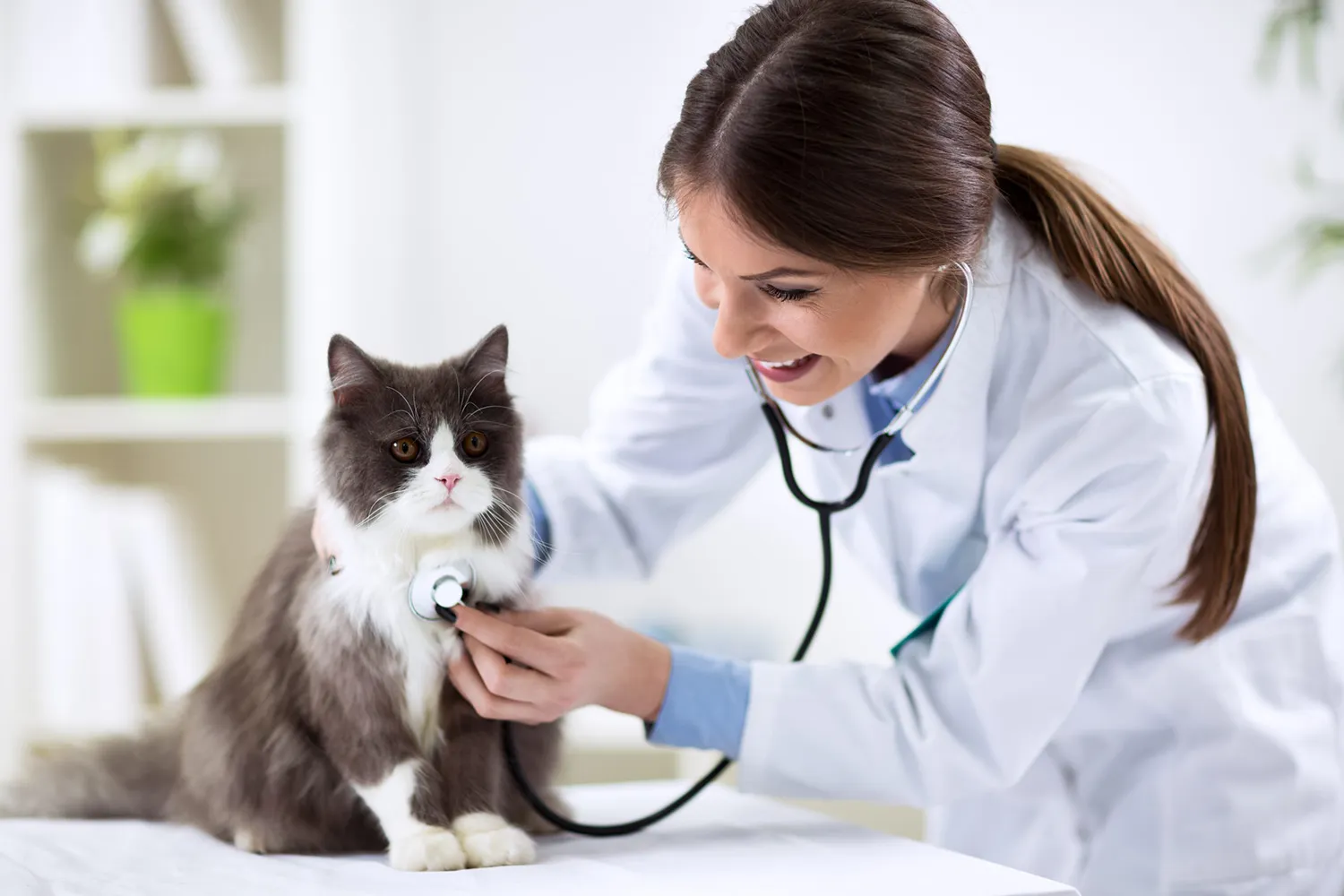 Medicina Veterinaria