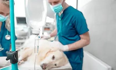 anestesia y control del dolor