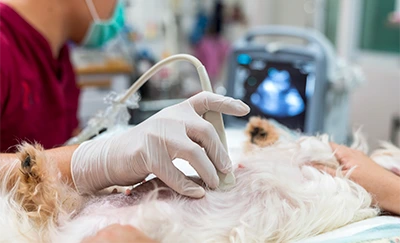 medicina interna pequeños animales