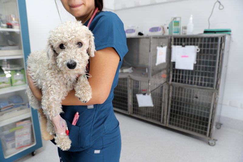 HCV Colina - Hospital de Animales Pequeños (1)