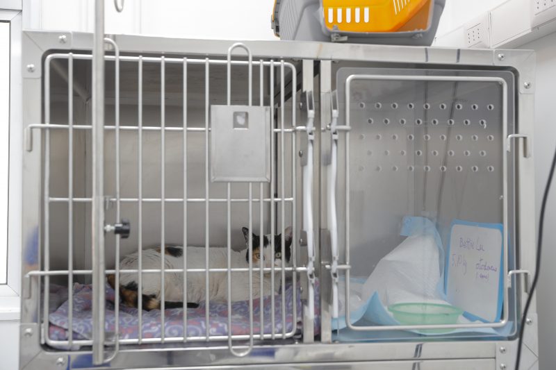 HCV Colina - Hospital de Animales Pequeños (3)