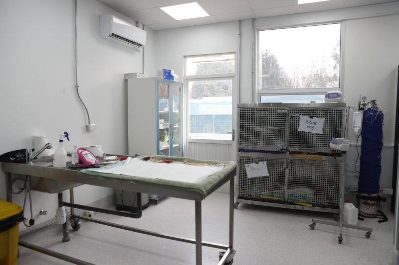 HCV Colina - Hospital de Animales Pequeños (5)