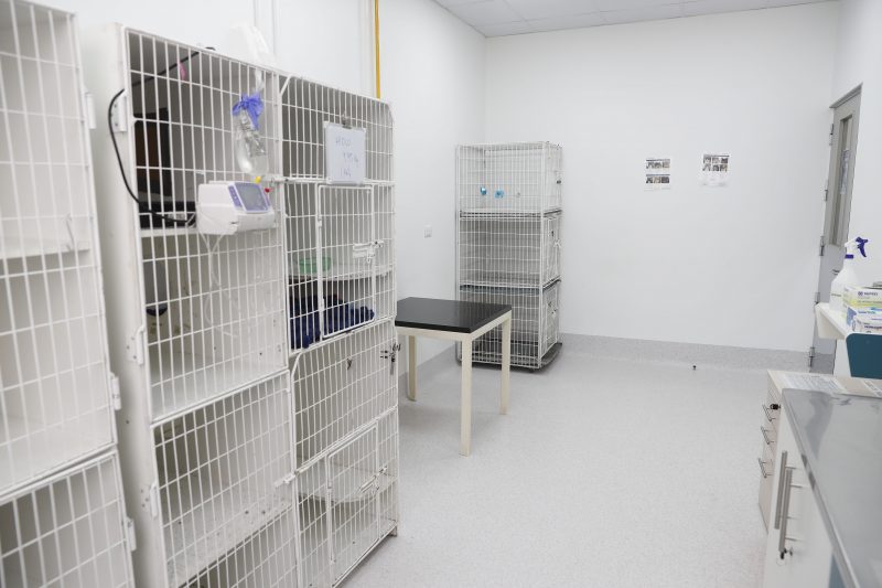 HCV Colina - Hospital de Animales Pequeños (6)