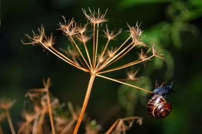 plantas medicinales y farmacéuticos